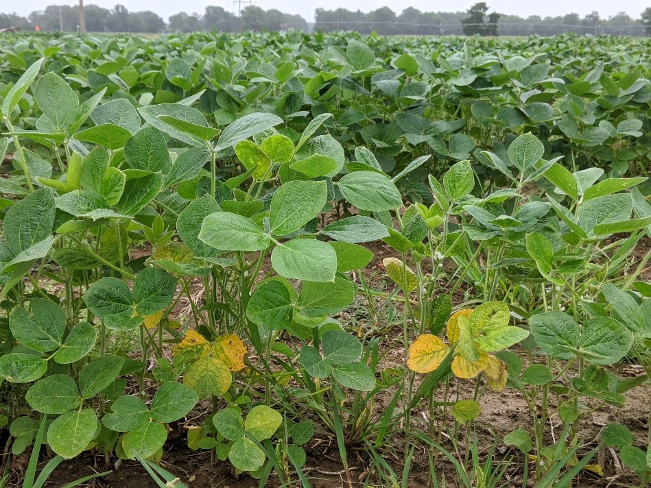 soybean plants_taproot decline at R2jpg